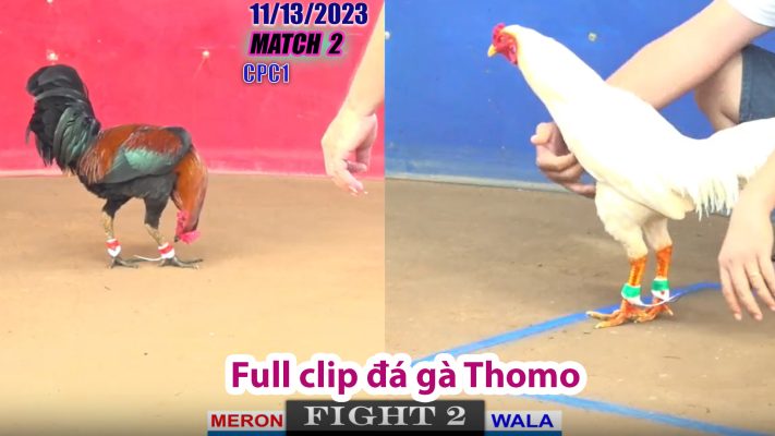 CPC1- TRẬN 2 | đá gà Thomo | 11/13/2023