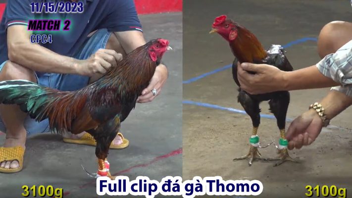 CPC4- TRẬN 2 | đá gà Thomo | 11/15/2023