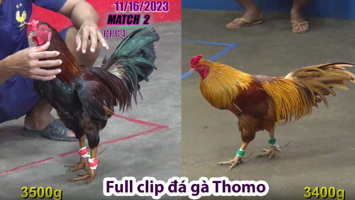 CPC4- TRẬN 2 | đá gà Thomo | 11/16/2023