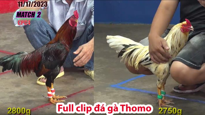 CPC4- TRẬN 2 | đá gà Thomo | 11/17/2023