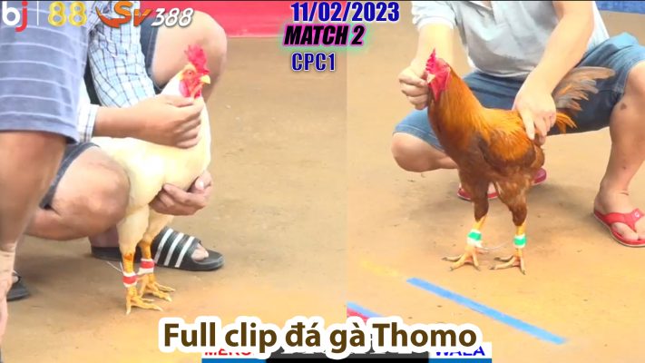 CPC1- TRẬN 2 | đá gà Thomo | 11/02/2023