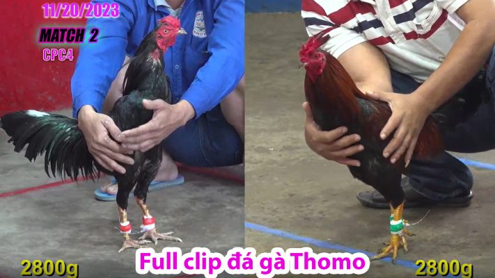 CPC4- TRẬN 2 | đá gà Thomo | 11/20/2023