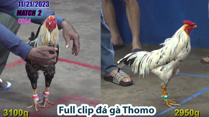 CPC4- TRẬN 2 | đá gà Thomo | 11/21/2023