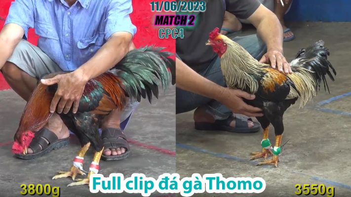 CPC4- TRẬN 2 | đá gà Thomo | 11/06/2023