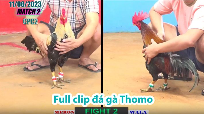 CPC2- TRẬN 2 | đá gà Thomo | 11/08/2023