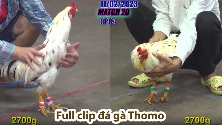 CPC4- TRẬN 20 | đá gà Thomo | 11/02/2023