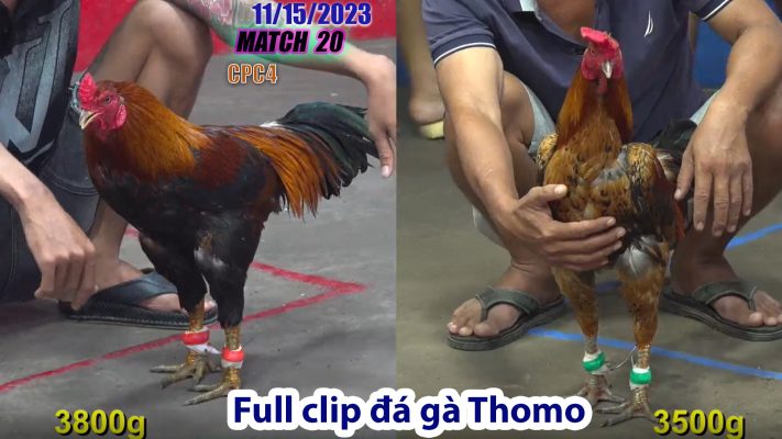 CPC4- TRẬN 20 | đá gà Thomo | 11/15/2023