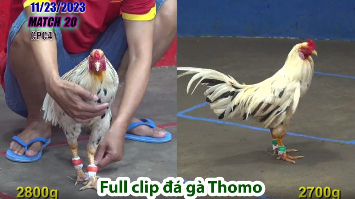 CPC4- TRẬN 20 | đá gà Thomo | 11/23/2023