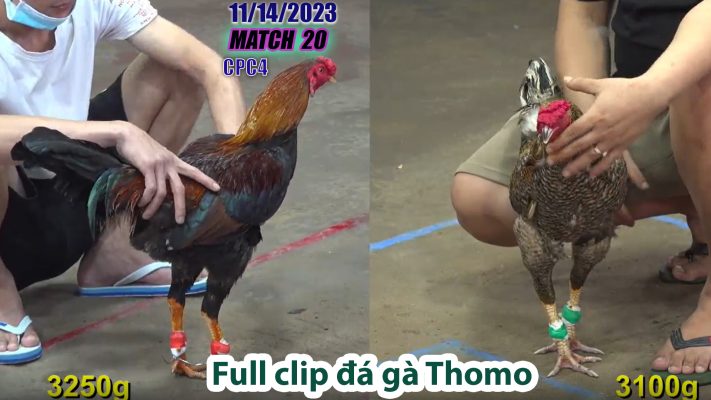 CPC4- TRẬN 20 | đá gà Thomo | 11/14/2023