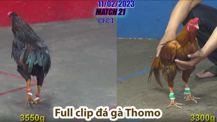 CPC4- TRẬN 21 | đá gà Thomo | 11/02/2023