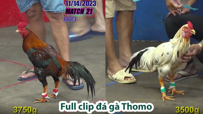 CPC4- TRẬN 21 | đá gà Thomo | 11/14/2023