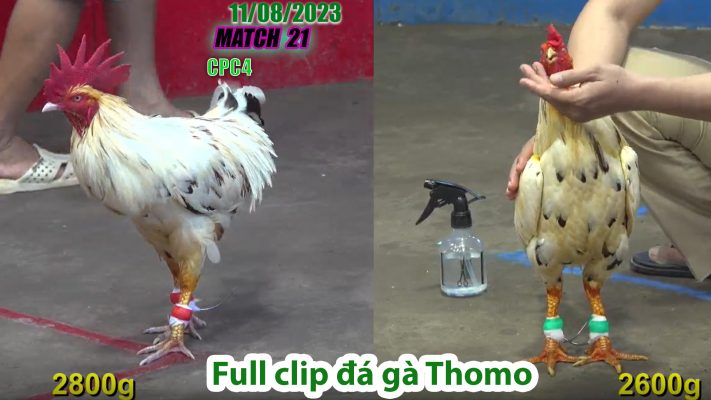 CPC4- TRẬN 21 | đá gà Thomo | 11/08/2023