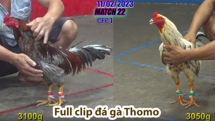 CPC4- TRẬN 22 | đá gà Thomo | 11/02/2023