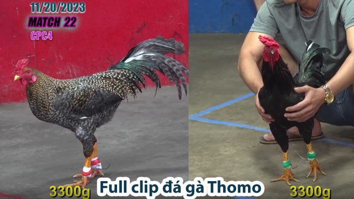 CPC4- TRẬN 22 | đá gà Thomo | 11/20/2023