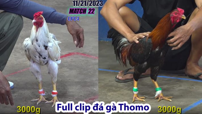 CPC4- TRẬN 22 | đá gà Thomo | 11/21/2023