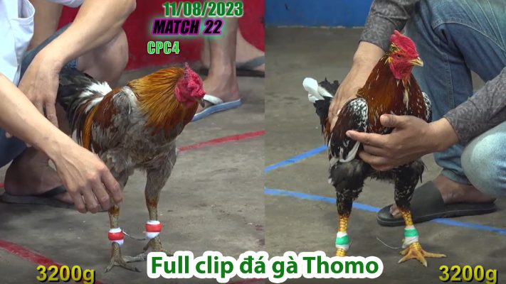 CPC4- TRẬN 22 | đá gà Thomo | 11/08/2023