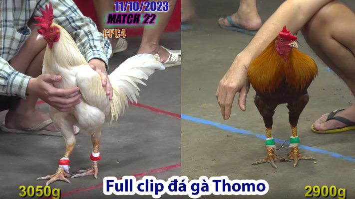 CPC4- TRẬN 22 | đá gà Thomo | 11/10/2023