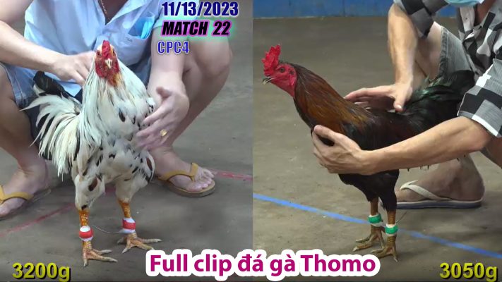 CPC4- TRẬN 22 | đá gà Thomo | 11/13/2023