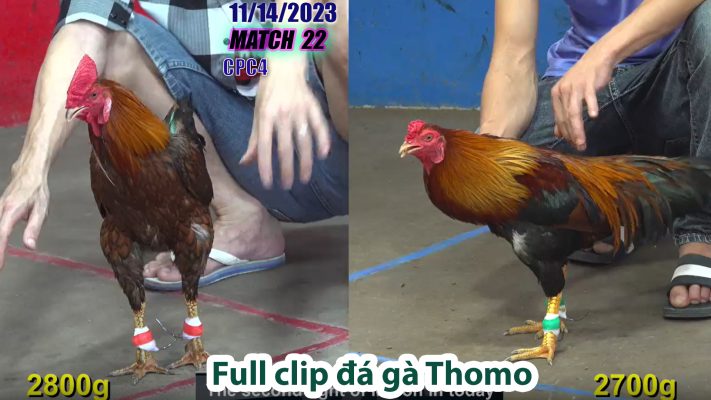 CPC4- TRẬN 22| đá gà Thomo | 11/14/2023