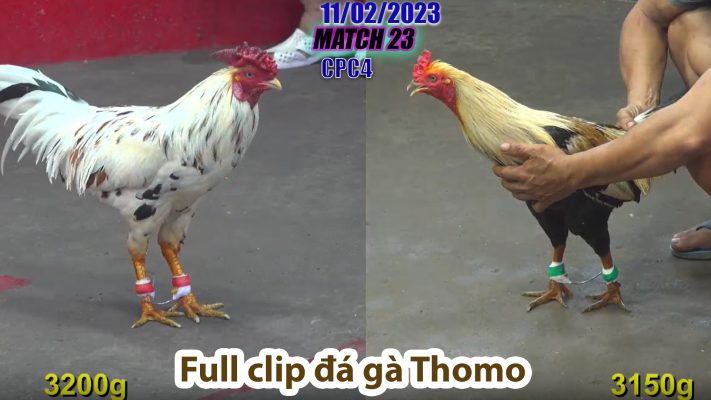 CPC1- TRẬN 23 | đá gà Thomo | 11/02/2023