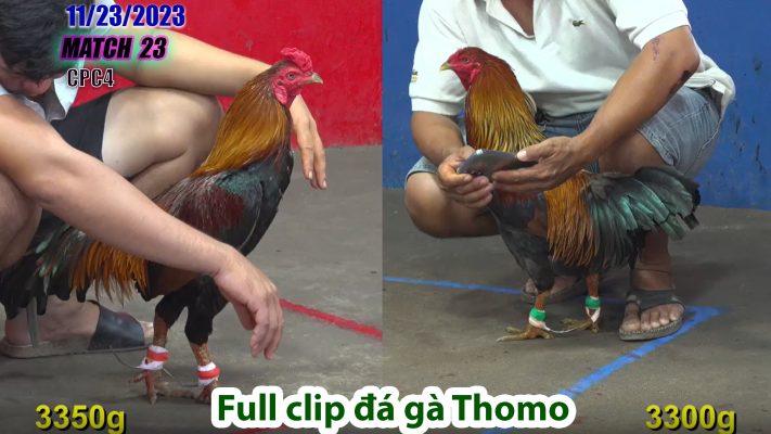 CPC4- TRẬN 23 | đá gà Thomo | 11/23/2023