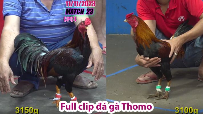 CPC4- TRẬN 23 | đá gà Thomo | 11/11/2023