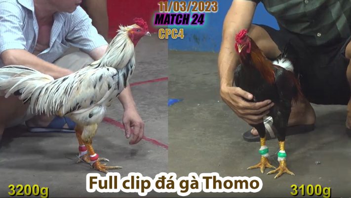 CPC4- TRẬN 24 | đá gà Thomo | 11/03/2023