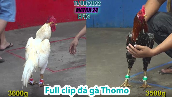 CPC4- TRẬN 24 | đá gà Thomo | 11/06/2023