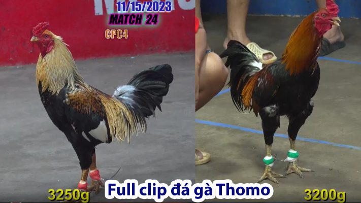 CPC4- TRẬN 24 | đá gà Thomo | 11/15/2023