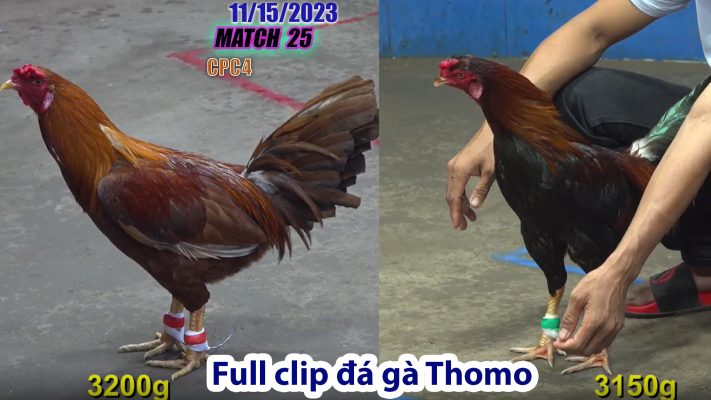 CPC4- TRẬN 25 | đá gà Thomo | 11/15/2023