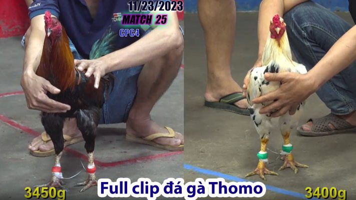 CPC4- TRẬN 25 | đá gà Thomo | 11/23/2023