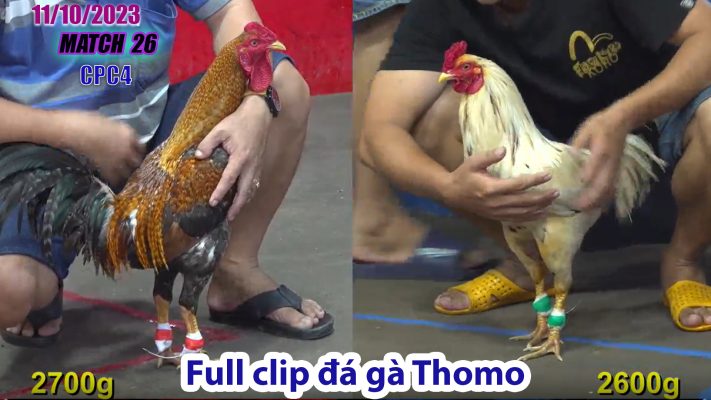 CPC4- TRẬN 26 | đá gà Thomo | 11/10/2023