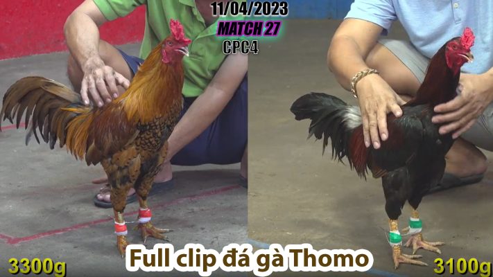 CPC4- TRẬN 27 | đá gà Thomo | 11/04/2023