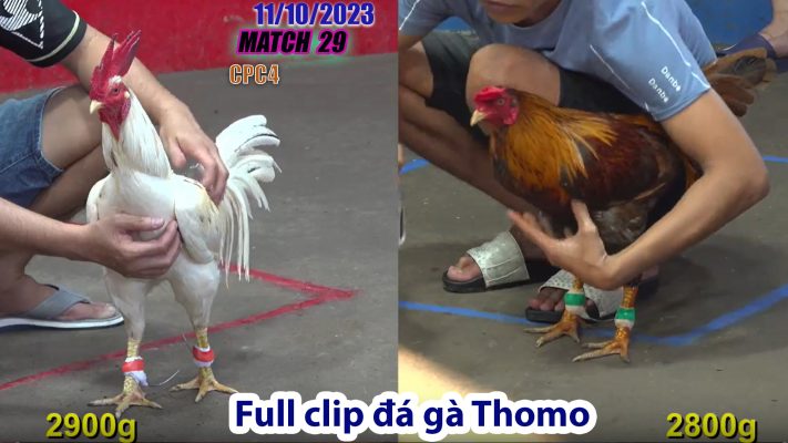 CPC4- TRẬN 29 | đá gà Thomo | 11/10/2023