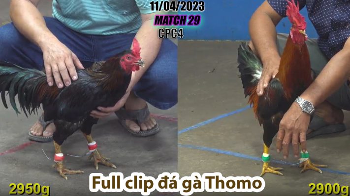 CPC4- TRẬN 29 | đá gà Thomo | 11/04/2023