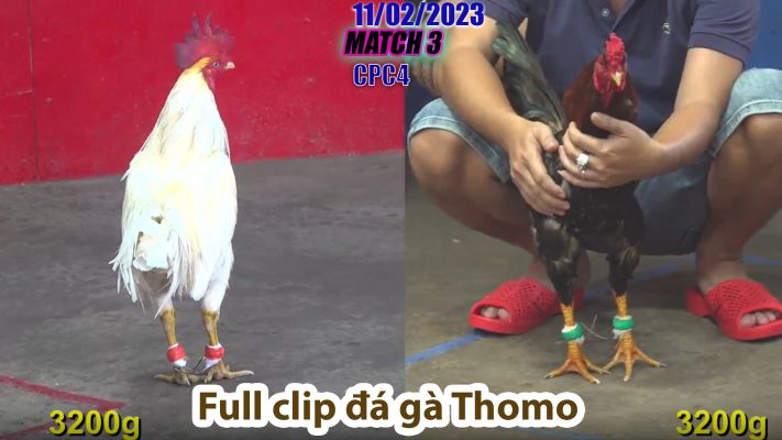 CPC4- TRẬN 3 | đá gà Thomo | 11/02/2023