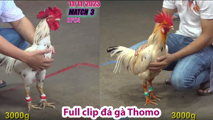 CPC4- TRẬN 3 | đá gà Thomo | 11/11/2023