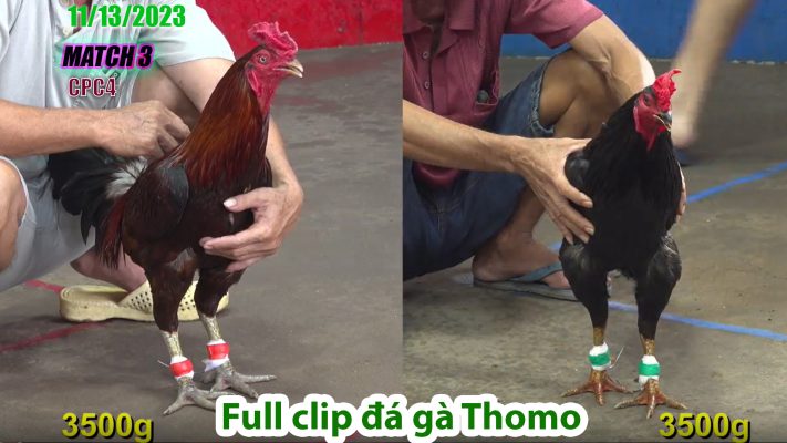 CPC4- TRẬN 3 | đá gà Thomo | 11/13/2023