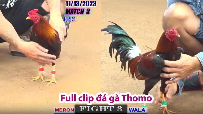 CPC1- TRẬN 3 | đá gà Thomo | 11/13/2023