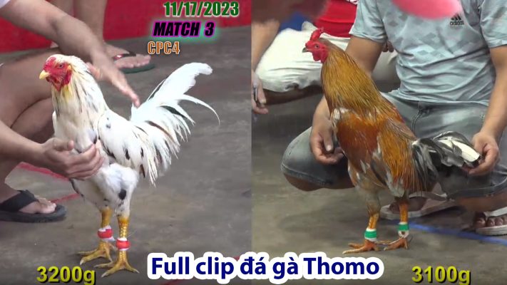 CPC4- TRẬN 3 | đá gà Thomo | 11/17/2023