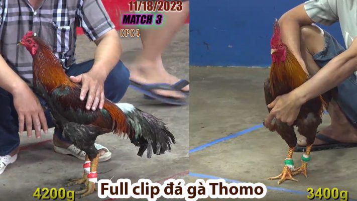 CPC4- TRẬN 3 | đá gà Thomo | 11/18/2023