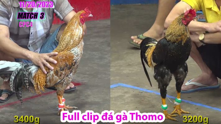 CPC4- TRẬN 3 | đá gà Thomo | 11/20/2023