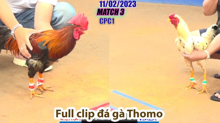 CPC1- TRẬN 3 | đá gà Thomo | 11/02/2023