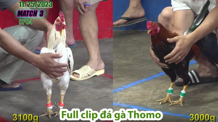 CPC4- TRẬN 3 | đá gà Thomo | 11/25/2023