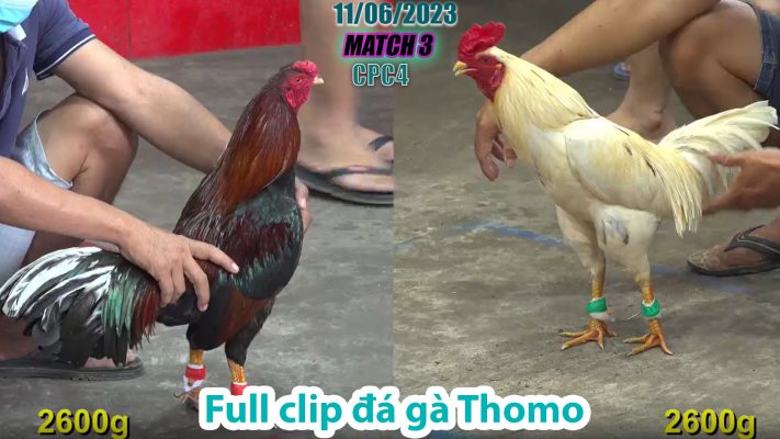 CPC4- TRẬN 3 | đá gà Thomo | 11/06/2023