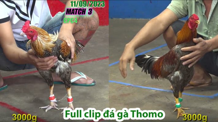 CPC4- TRẬN 3 | đá gà Thomo | 11/09/2023