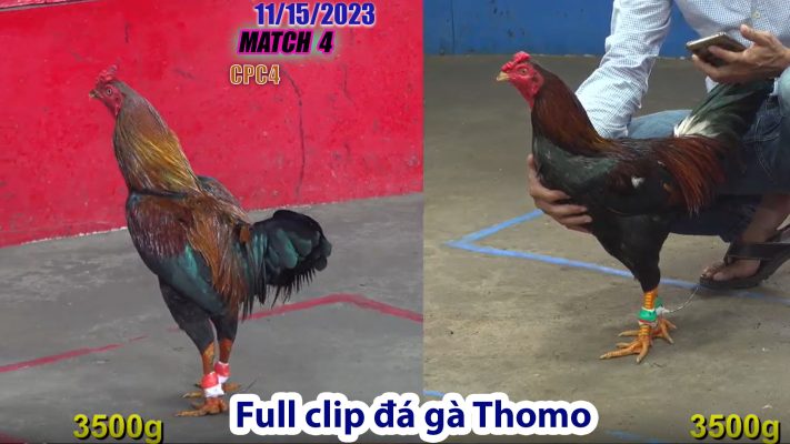 CPC4- TRẬN 4 | đá gà Thomo | 11/15/2023