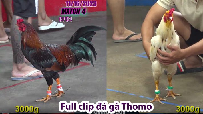 CPC4- TRẬN 4 | đá gà Thomo | 11/16/2023