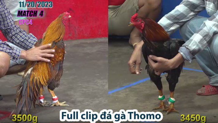 CPC4- TRẬN 4 | đá gà Thomo | 11/20/2023