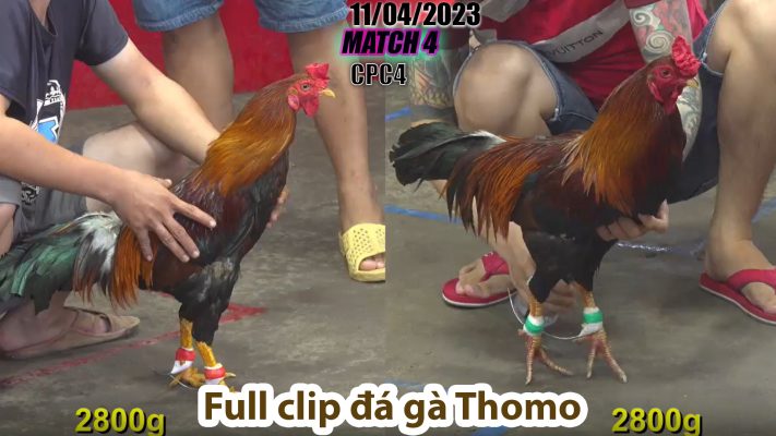 CPC4- TRẬN 4 | đá gà Thomo | 11/04/2023